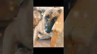 #chypre #scarfacarusoremix #forfriends #кипр #dogs #animalslove