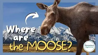 We're Going On a Moose Hunt - Jenny Lake - Moose Ponds - Grand Teton National Park, WY