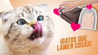 ¿Por qué tu gato lame mantas, tu brazo, tu ropa, su pezón... y más cosas? 😻👚| ¿Debes evitarlo?