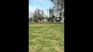 20 Yard Max Sprint / Acceleration