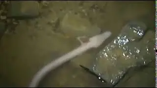 Olm Proteus anguinus