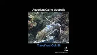 Cairns Australia Aquarium #carnivalsplendor #cruising #australia #cairns #travelyesouisi #cairns