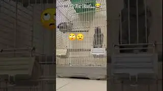 It's cucu...#cucu #bird #parrot #fun #viral #shorts #razaandrise #letsrisetogether #turoopheroo