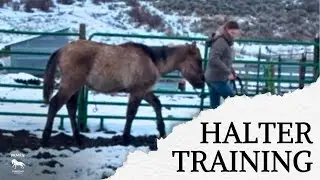 Teaching a Weanling Horse to Lead in 5 Minutes