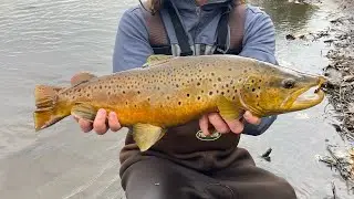 Catching GIANT Brown Trout in the Vermilion River