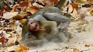 Hurt...Tobias No Mum Protect Big Monkey Ahsa Attack Tobias So Hard | Pity Poor baby Boy Tobia
