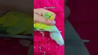 Don't do this 😢 Birds also have a heart 🥺❤ #parrot #birds #parrorts #handtame #lovebirds #pets