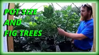 Choosing the right size pot for your fig tree