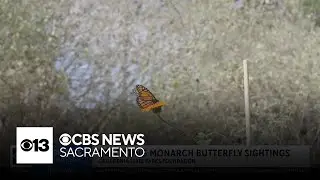 Visitors at California state parks urged to report sightings of monarch butterflies