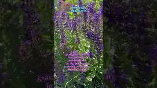 May Night Salvia. Attracts pollinators. Spiky indigo-blue flowers. Tolerate drought.#shorts #salvia