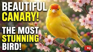 Beautifull birds #canarysounds #birdasmr #relaxwithcanary #birds  #naturesounds