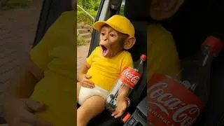The monkey drank ALL my Coca-Cola