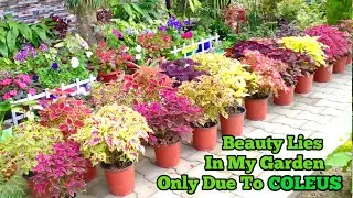 जानिए मेरी garden की सुंदरता का राज / इंद्रधनुषी रंग भर दे बिना फूलों के, जिनको लगाते कभी थकती नही