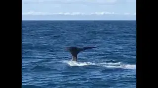 Lofoten tur retur, sommer 2019 p&aring; togt med ROXAN