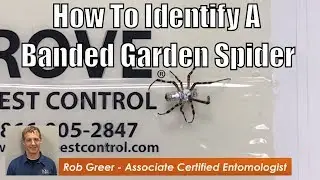 How to identify a banded garden spider