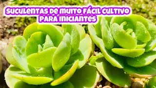 MAIS DE 10 SUCULENTAS DE MUITO FÁCIL CULTIVO PARA INICIANTES