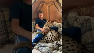 Savannah Cats Seattle Washington Breeder | Savannah-cats.com