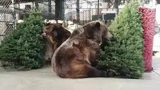 Wildlife Waystation Christmas Tree Enrichment