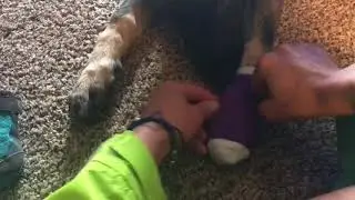 Putting Running Ruffwear Shoes on Dewclaws Shepard : How to Run With Your Dog