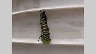 Cambio de oruga a cris&aacute;lida. MARIPOSA MONARCA