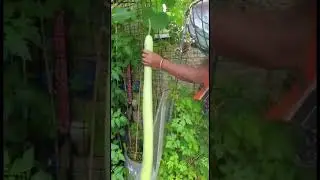 My garden long bangla codhu