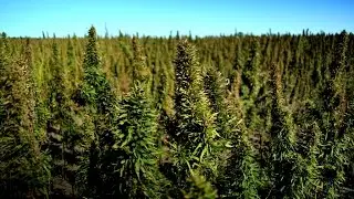 Mnar Muhawesh & Vote Hemp On Hemp's Comeback