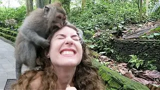 Rooftop monkey attack! 🇮🇳 - Animals tv bd