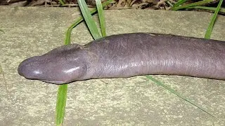 Top 10 Animals You Didnt Know Existed