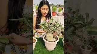 Why Adenium should only be grown from seeds #shorts #ytshorts #adenium #bonsai