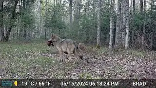 WISCONSIN WOLVES - May 2024