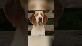 When a Puppy Becomes a Superhero 🐶💥 #shortmovie #recap