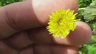 Senecio vulgaris, groundsel, old-man-in-the-Spring
