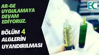 B&Ouml;L&Uuml;M 4:Alglerin Uyandırılması.#alg #algae #nature #aquaticlife #bluegreenalgae