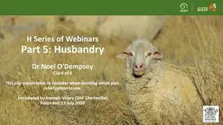 What to consider when deciding which pain relief option to use - Husbandry Webinar - Clip 6 of 6