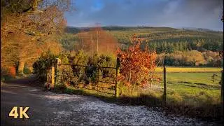 Relaxing winter evening walk in Fairy Glen, Ireland🧚‍♀️✨ | Nature sounds for sleep & stress relief