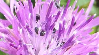 Knapweed - Centaurea - Kornbl&oacute;m - Gar&eth;pl&ouml;ntur - Sumarbl&oacute;m