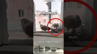 She saved an injured dove, and it returned with a surprise ❤️ #bird #rescue