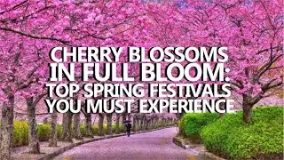 CHERRY BLOSSOMS IN FULL BLOOM:TOP SPRING FESTIVALS YOU MUST EXPERIENCE