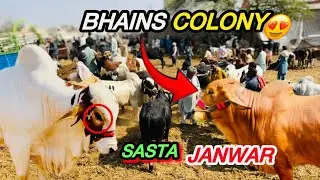 Itni Sasti Cow  Karachi Ki Sab Se Sasti Cow Mandi 😱 | Qurbani 2026 Full Rates Update 💸 #yt 