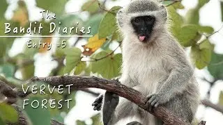 New Baby Monkeys // Vervet Monkeys Playing & Grooming - Vervet Forest - Bandit Diaries