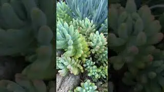 Sedum pachyphyllum 'Jelly Beans'