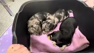 Glimmer's X Litter 3 Weeks Old