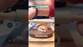Ranking zabawnych moment&oacute;w z chomikami