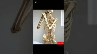 Le squelette humain en sport#squelette #humain #sport #animation #3d #anatomy