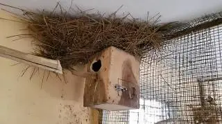 HOW TO SETUP BIRD BREEDING FARM - FULL INSTRUCTION