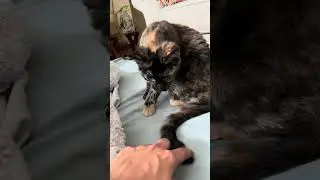 Йоки, прекрасная кошечка #видеоскошью #домашнеевидео #вирусноевидео #кошачьи