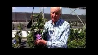 Clematis Crystal Fountain, Raymond Evison&reg; Clematis by Overdevest Nurseries