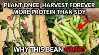 Plant Once, Harvest Forever. More Protein Than Soy. Why this Bean Gone.