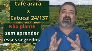 Arara ou Catucaí amarelo 24/137, não plante antes de assistir esse vídeo.