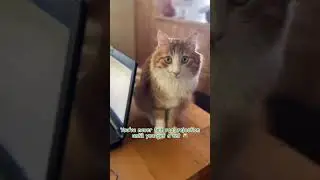 Watch as we cats show our catmom what real rejection feels like! 😿💔